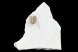 Kettneraspis Trilobite - Black Cat Mountain #162105-5